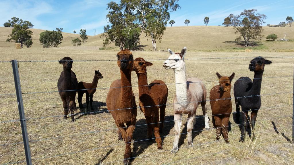 Hillview Farmstay Gundagai Exterior photo