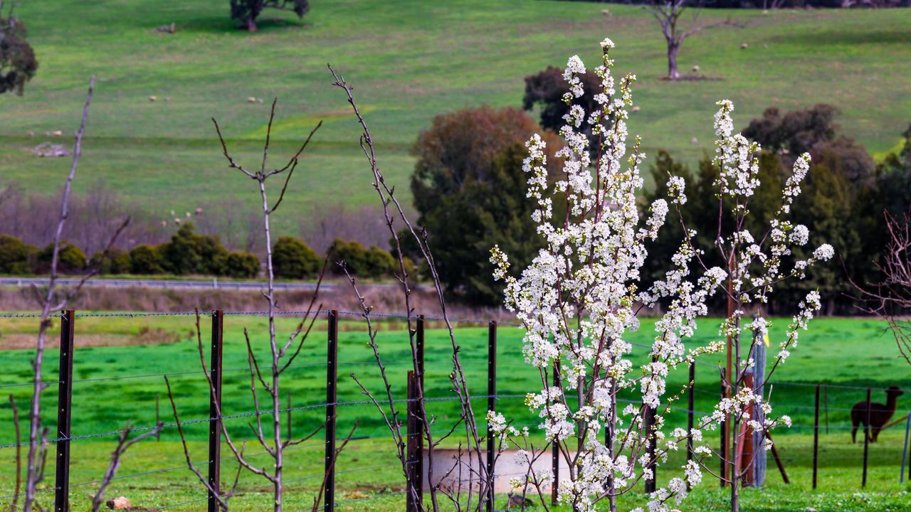 Hillview Farmstay Gundagai Exterior photo