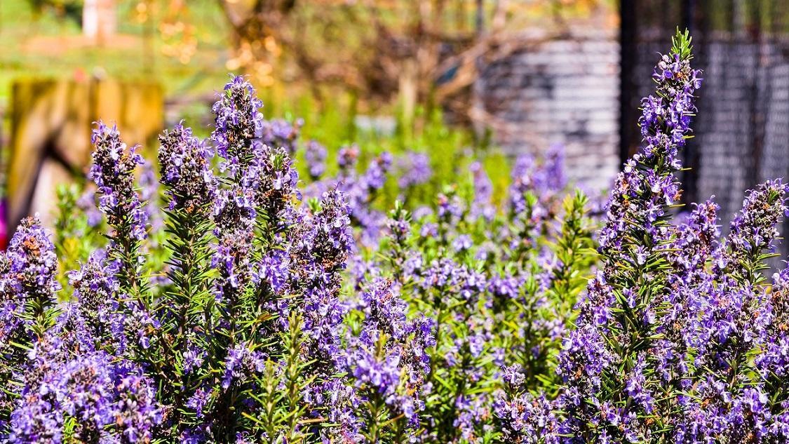 Hillview Farmstay Gundagai Exterior photo
