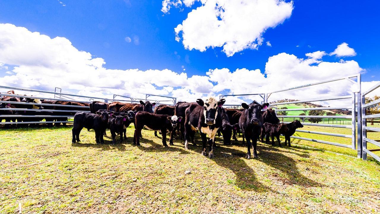 Hillview Farmstay Gundagai Exterior photo